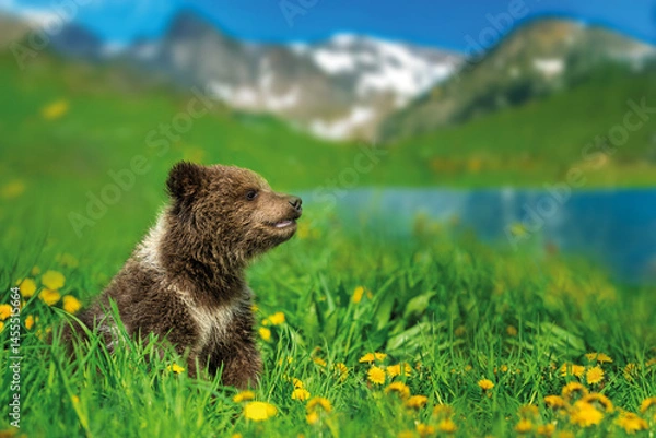 Fototapeta Bear cub on the summer meadow. Ursus arctos in grass with yellow flowers on mountain and lake background