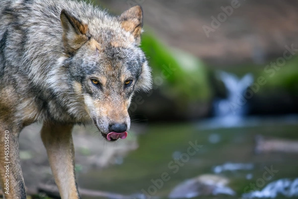 Fototapeta Gray wolf, Canis lupus, in the summer light, in the forest
