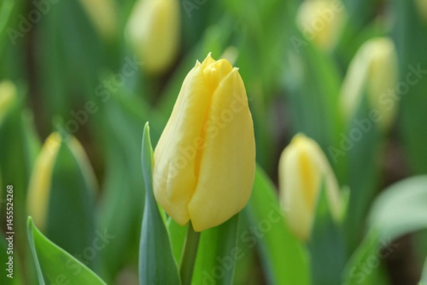 Fototapeta Close-up of a yellow tulip in bloom, surrounded by green leaves and blurred tulips in the background, creating a soft and colorful springtime scene.