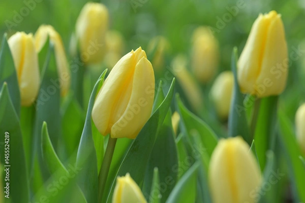 Fototapeta Close-up of a yellow tulip in bloom, surrounded by green leaves and blurred tulips in the background, creating a soft and colorful springtime scene.