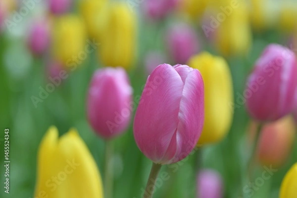 Fototapeta Close-up of a pink tulip in bloom, surrounded by green leaves and blurred tulips in the background, creating a soft and colorful springtime scene.