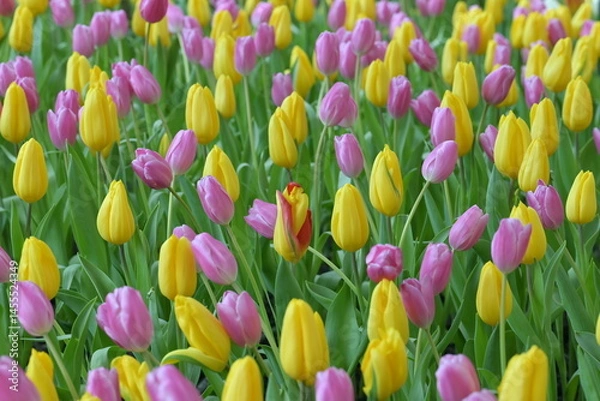 Fototapeta A vibrant field of yellow and pink tulips in full bloom creates a cheerful and colorful spring landscape, glowing with natural beauty, perfect for nature and flower lovers.