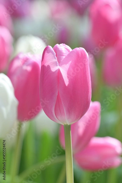 Fototapeta Close-up of a pink tulip in bloom, surrounded by green leaves and blurred tulips in the background, creating a soft and colorful springtime scene.