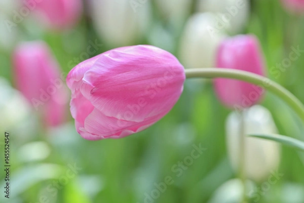 Obraz Close-up of a pink tulip in bloom, surrounded by green leaves and blurred tulips in the background, creating a soft and colorful springtime scene.
