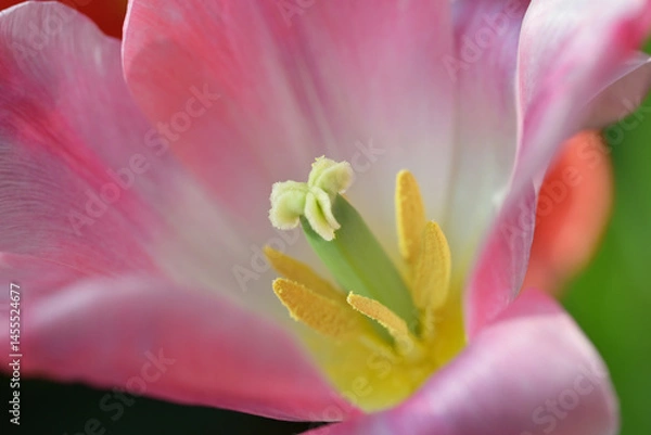 Fototapeta An extreme close-up of a pink tulip reveals its delicate inner structure, showcasing the vibrant yellow stamens and soft petals in stunning detail and clarity.