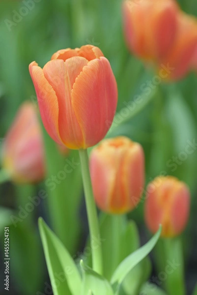 Obraz Close-up of an orange tulip in bloom, surrounded by green leaves and blurred tulips in the background, creating a soft and colorful springtime scene.