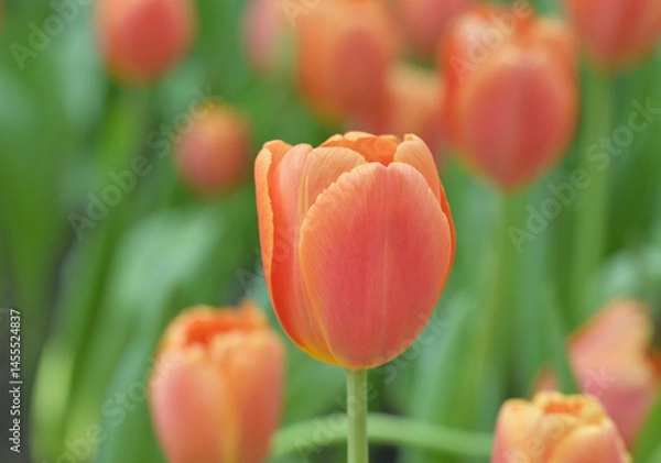 Fototapeta Close-up of an orange tulip in bloom, surrounded by green leaves and blurred tulips in the background, creating a soft and colorful springtime scene.