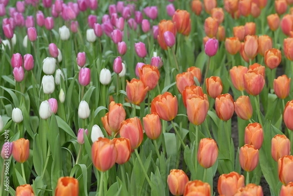 Fototapeta A field of orange tulips in full bloom creates a cheerful spring landscape, glowing with natural beauty, perfect for nature and flower lovers.