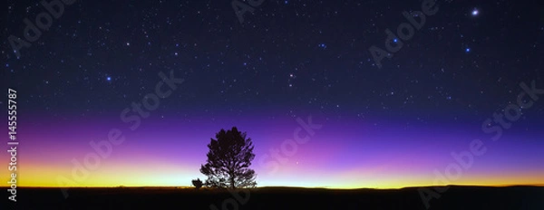 Obraz 夜空と木