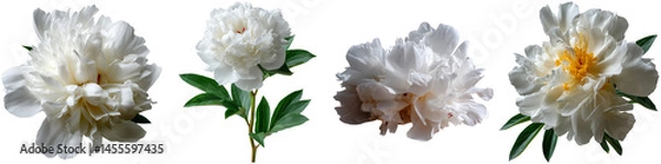 Obraz Delicate white peonies in various stages of bloom with vibrant green leaves are presented isolated on a transparent background, ideal for art and design projects