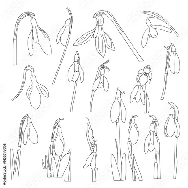 Fototapeta Vector snowdrops set. Vector hand-drawn illustration in line art style. Perfect for your projects, cards, print, decor, patterns