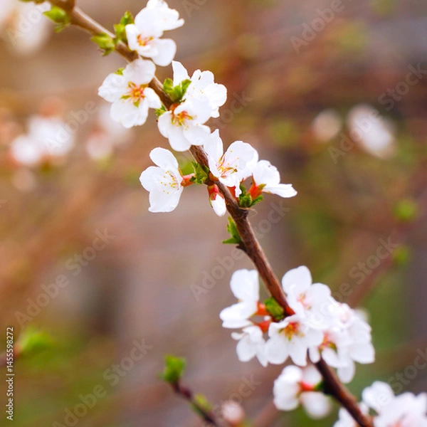 Obraz A branch with blooming white spring flowers of Prunus tomentosa
