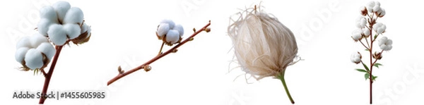 Obraz Collection of cotton plant specimens showcasing various stages including bolls and fibers. Perfect for educational and design projects featuring botanical themes