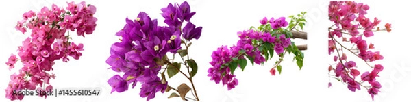 Obraz This collection features various bougainvillea flowers showcasing rich pink and purple hues, isolated for easy use in design projects or backgrounds