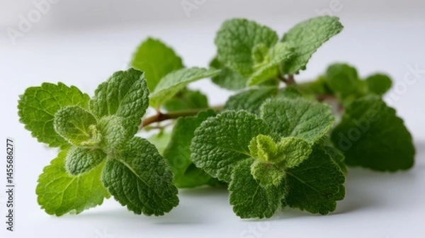 Fototapeta Soft mint leaves with fluffy surfaces are arranged together, highlighted by crisp natural lighting, offering a fresh and vibrant look with ample copy space nearby
