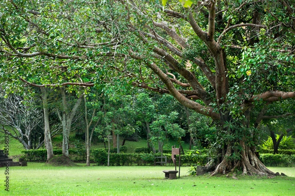 Obraz wood bench under tree the park