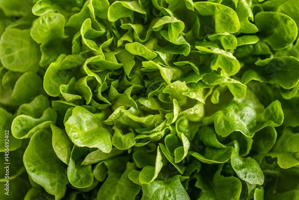 Fototapeta Salad close-up. The concept of healthy eating, diet, vegetarian food. The concept of a diet.