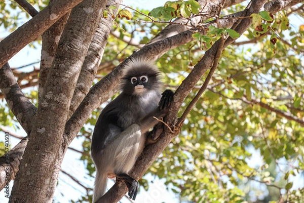 Obraz Dusky leaf monkey, spectacled langur sits on a tree branch in the jungle