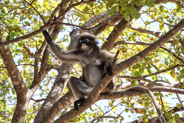 Obraz Cute dusky leaf monkey, spectacled langur sits on a tree branch in the jungle in its natural habitat