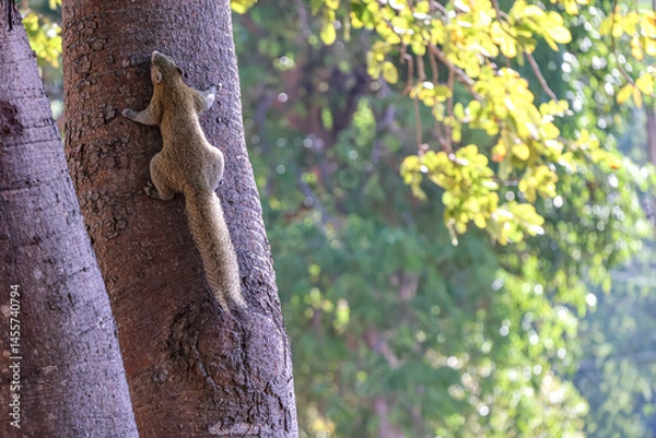 Obraz Eastern gray squirrel (Sciurus carolinensis) runs along a tree trunk in search of food.