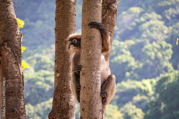 Obraz Funny Dusky leaf monkey, spectacled langur sits on a tree, surveying the surroundings