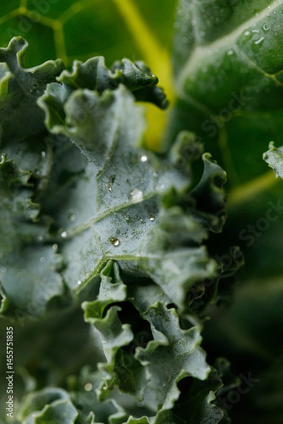 Fototapeta Fresh green Kale leaf salad vegetable with water drops background.