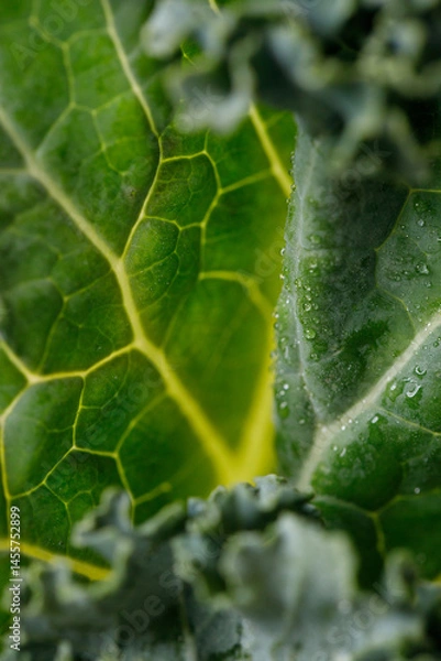 Fototapeta Fresh green Kale leaf salad vegetable with water drops background.