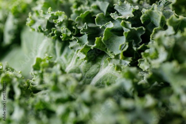 Fototapeta Fresh green Kale leaf salad vegetable with water drops background.