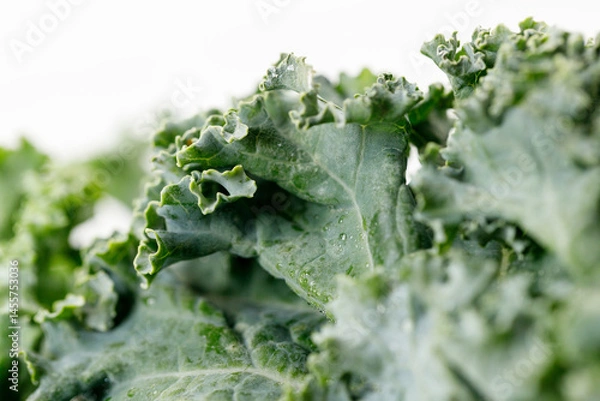 Fototapeta Fresh green Kale leaf salad vegetable with water drops background.