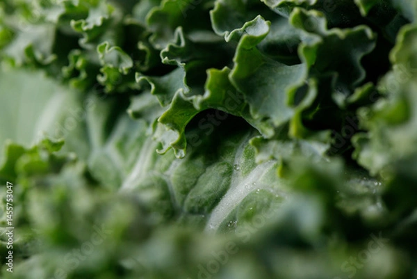 Fototapeta Fresh green Kale leaf salad vegetable with water drops background.