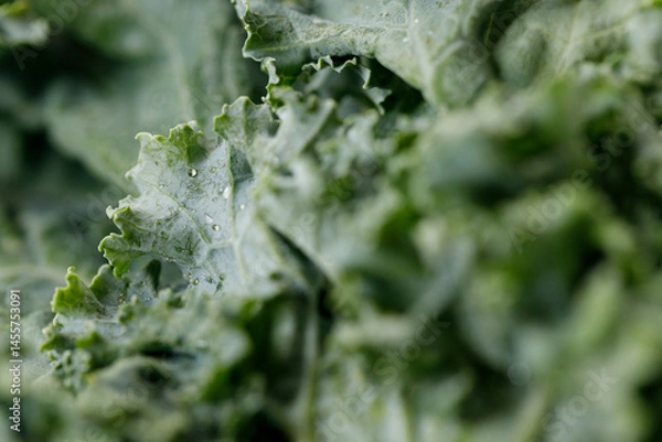 Fototapeta Fresh green Kale leaf salad vegetable with water drops background.