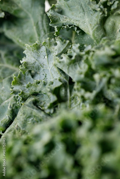 Fototapeta Fresh green Kale leaf salad vegetable with water drops background.