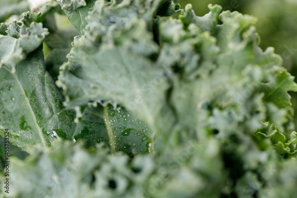 Fototapeta Fresh green Kale leaf salad vegetable with water drops background.