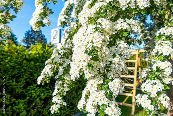Fototapeta Hawthorn (Crataegus oxyacantha) bloom close up