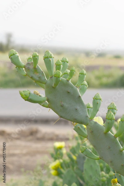 Fototapeta Eastern Prickly Pear Cactus (Opuntia humifusa) devil's-tongue or Indian fig, wild plant in nature closeup shot, prickly pear is a species of cactus that has long been a domesticated crop plant