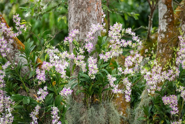 Obraz Blooming pink dendrobium orchids growing on tree trunks. Ideal for gardening blogs, flower catalogs, or orchid nursery branding.