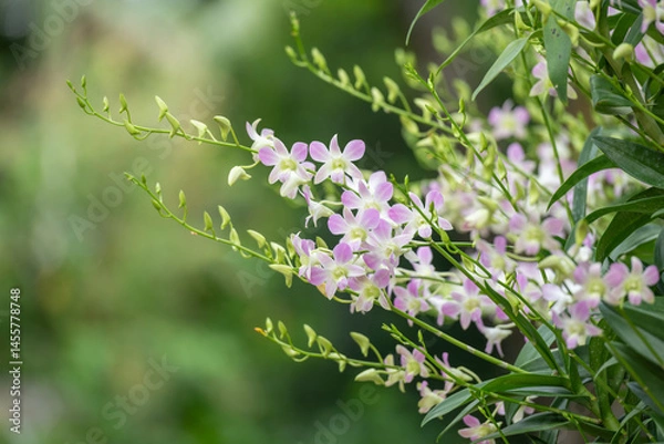 Obraz Detailed shot of Dendrobium orchid with pale pink petals. Use in floral-themed prints, digital assets, or mood boards.