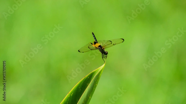 Obraz Rhyothemis Phyllis Dragonfly (Yellow-striped Flutterer) Perched on a Twig: A Detailed Close-Up in its Natural Habitat