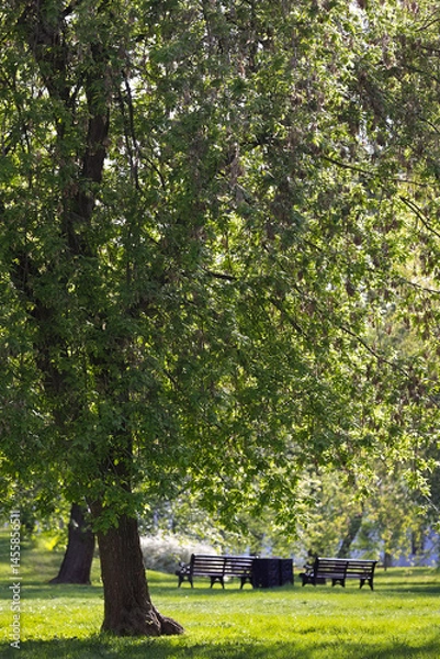 Obraz Peaceful Scene In A City Park On A Sunny Spring Day. Large Tree With Fresh Green Leaves In The Foreground, Benches On Green Grass In The Background. Relaxation Area.