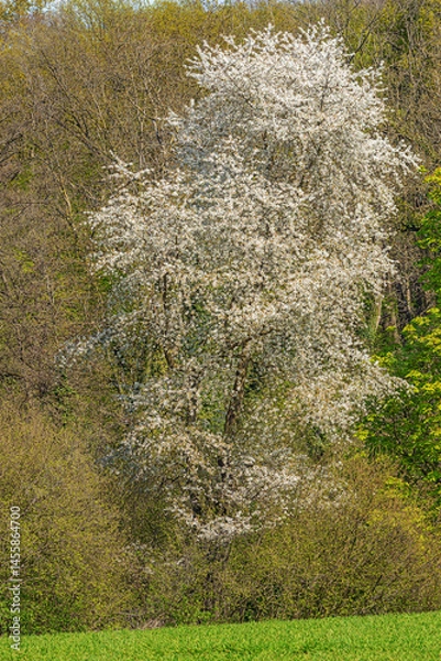 Fototapeta White blossoming treesurrounded by other budding trees in the Meuse Valley near Maastricht