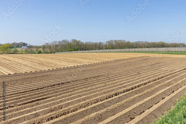 Fototapeta Ploughed field and an blossoming orchard on a hill above the Meuse Valley near Maastricht