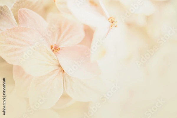 Fototapeta hydrangea flowers in soft and blur style for romantic background
