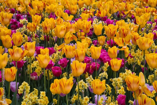 Fototapeta Blühende Tulpen im Beet