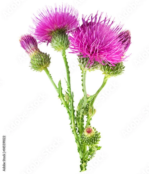 Fototapeta Purple flower of carduus with green bud isolated on a white background. Design element for product label, catalog print, web use.