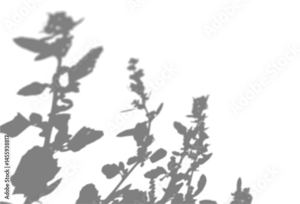 Fototapeta The shadow of a hollyhock bush on a white wall. A black and white image to overlay on a photo or mockup