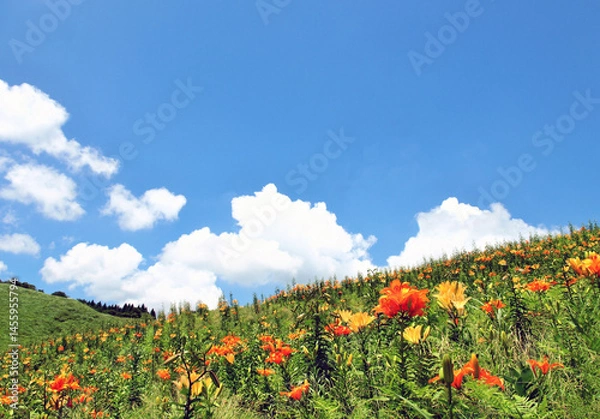 Fototapeta 滋賀県のびわこ箱館山ゆり園、高島市のゆり園、びわこ箱館山ゆり園、夏の花畑、滋賀県高島市