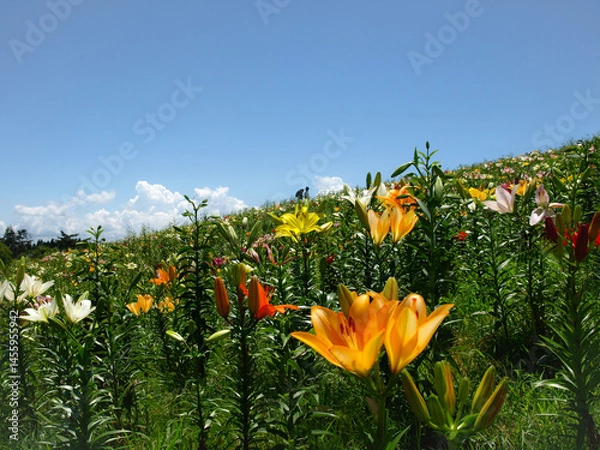 Fototapeta 滋賀県のびわこ箱館山ゆり園、高島市のゆり園、びわこ箱館山ゆり園、夏の花畑、滋賀県高島市