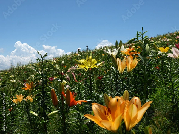 Fototapeta 滋賀県のびわこ箱館山ゆり園、高島市のゆり園、びわこ箱館山ゆり園、夏の花畑、滋賀県高島市