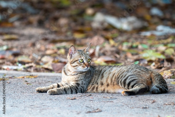 Obraz chinese demostic cat looking at camera