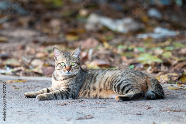 Obraz chinese demostic cat looking at camera
